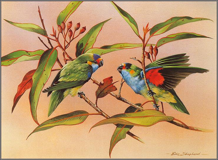 Ptaki malowane - Purple Crowned Lorikeets.jpg