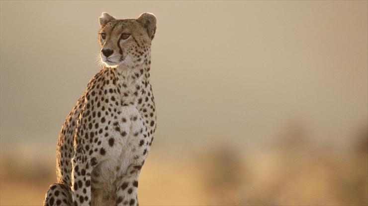 Big and wild cats - Female Cheetah, Masai Mara National Park, Kenya.jpg