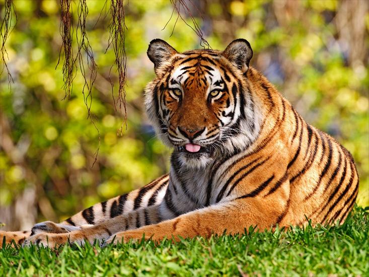 animals.tiger - animals_tigers_020.jpg