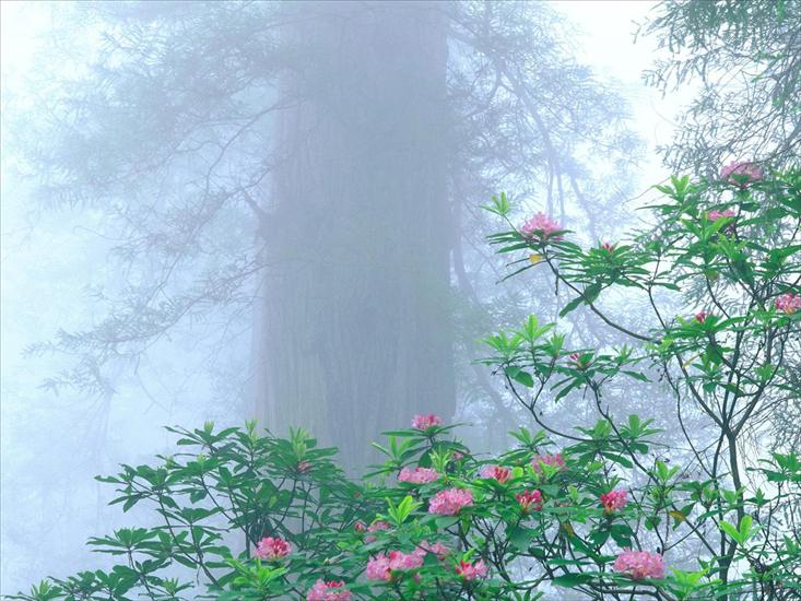 Krajobrazy różne - Rhododendron,-Redwood-National-Park,-California.jpg