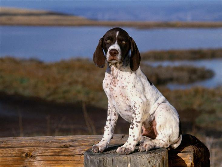 Psy - Brown_and_White_Pointer_Puppy.jpg