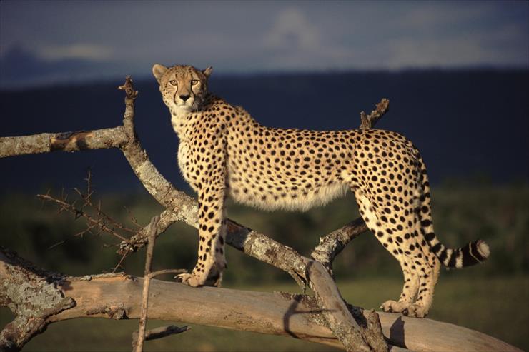 Big Cats - 03 - Female Cheetah on the Lookout, Masai Mara, Kenya.jpg