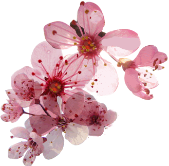 haiku - cherry-blossom5mirror.gif