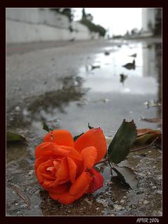 Róża- przepiękny kwiat - 240x320_374.jpg