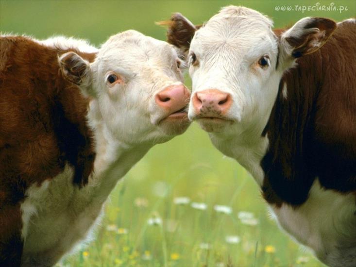 krowy - krowy.jpg