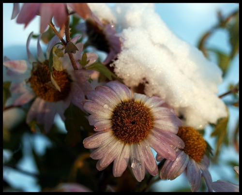 Kwiaty w zimowej szacie1 - 66. W zimowej szacie.jpg