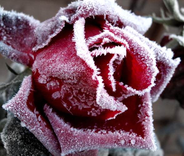 róże - roza-zima.jpg