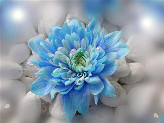 TAPETY kwiaty - niebieski kwiat.jpg