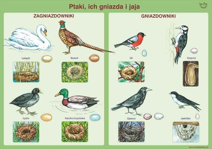 biologia-przyroda - ptaki.jpg