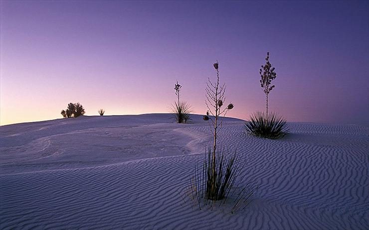 Wallpapers 1440x900 - Yuccas at Dusk, White Sands, New Mexico.jpg