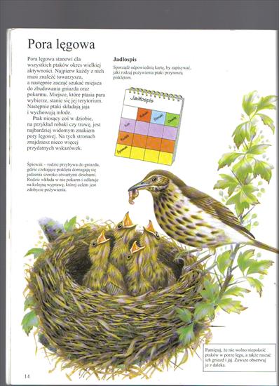 rozpoznawanie ptaków - FIL4578.JPG