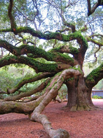  CIEKAWOSTKI  NATURY  - best-picture-gallery-nature-tree-angel-oak1-rasears-mod-pic.jpg