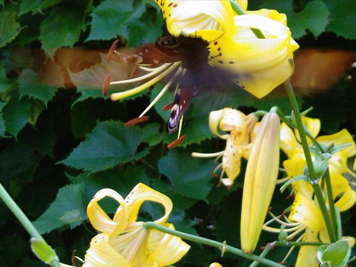 Motyle na kwiatach - Motyl 31.jpg