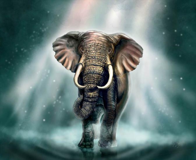 Galeria - elephant_final_big.jpg