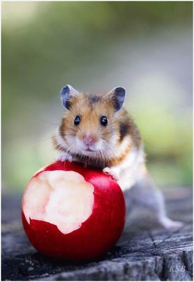 Chomiki zbiór - f-Cute-Hamster-3842.jpg