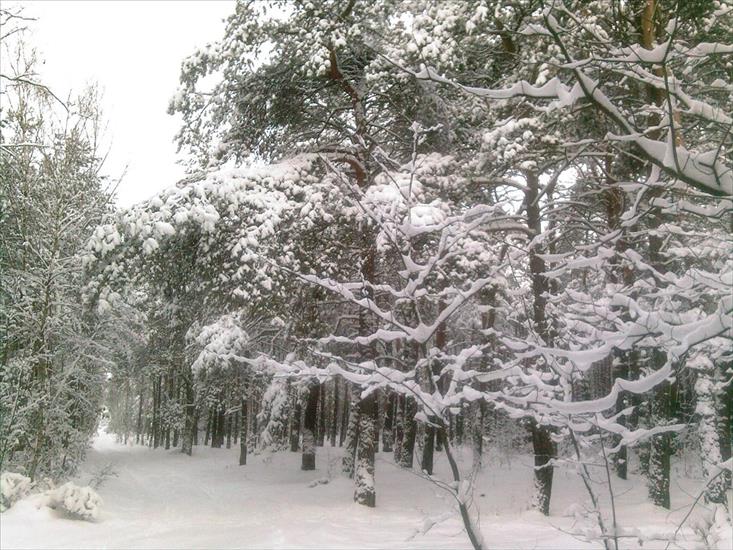 Zima w lesie - Las 14.jpg