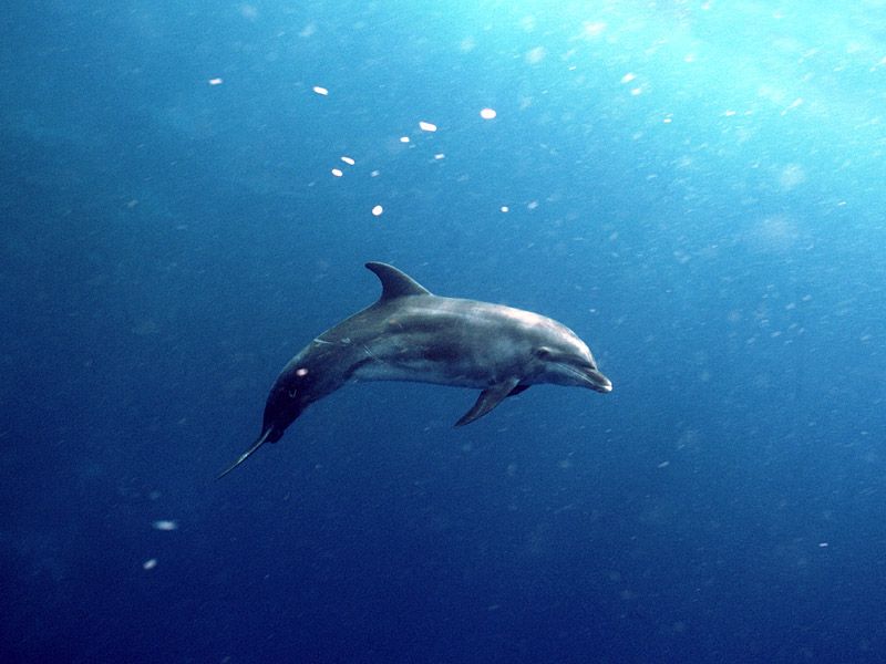 Zwierzęta - delfiny_020.jpg