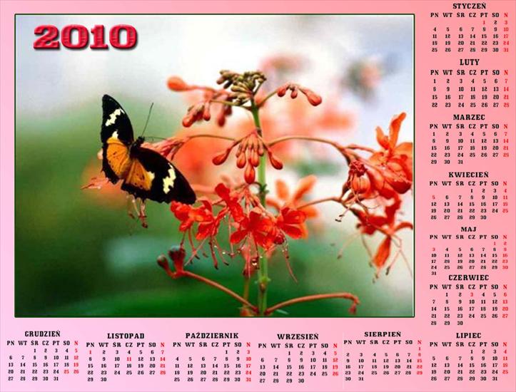 Kalendarze z motylkami - Bez nazwy 53.jpg