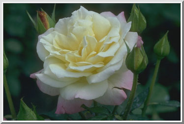 przyroda - Biała róża.jpg