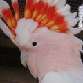 papugi,kanarki - jerry_polaroid_avatar.jpg