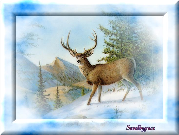 NOWY GIF ANIMALS - Buck In Snow.jpg