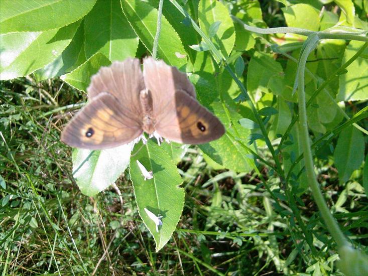 Motyle na kwiatach - Zdjęcia-0019.jpg