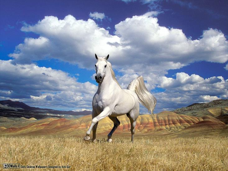 Konie,jednorożce i koniki - nature-new249.jpg
