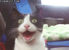 SUPER  KOCIAKI - funny-gifs-this-cat-is-hyped.gif