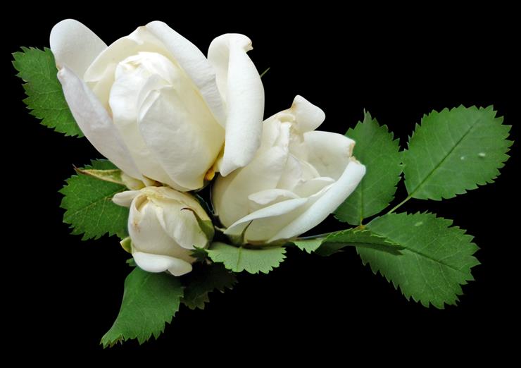 Róże białe - 0_1468f8_7f213dcd_XXXL.png