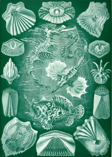 Ernst Haeckel - Kunstformen der Natur 1904 - Haeckel_Teleostei.jpg