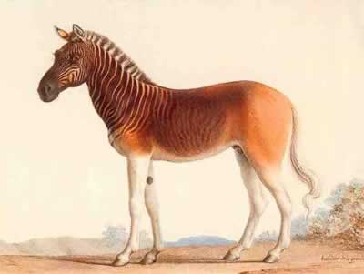 ----------------------------------- DZIWNE ŻYJĄCE I WYMARŁE ZWIERZĘTA - Quagga pół koń poł zebra wymarła od 1883r.jpg